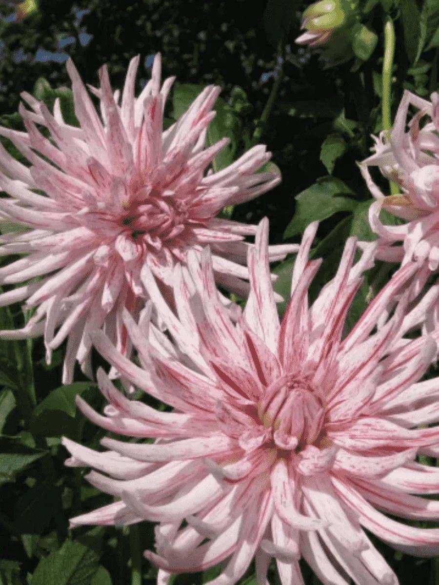 Георгина Mick's Peppermint