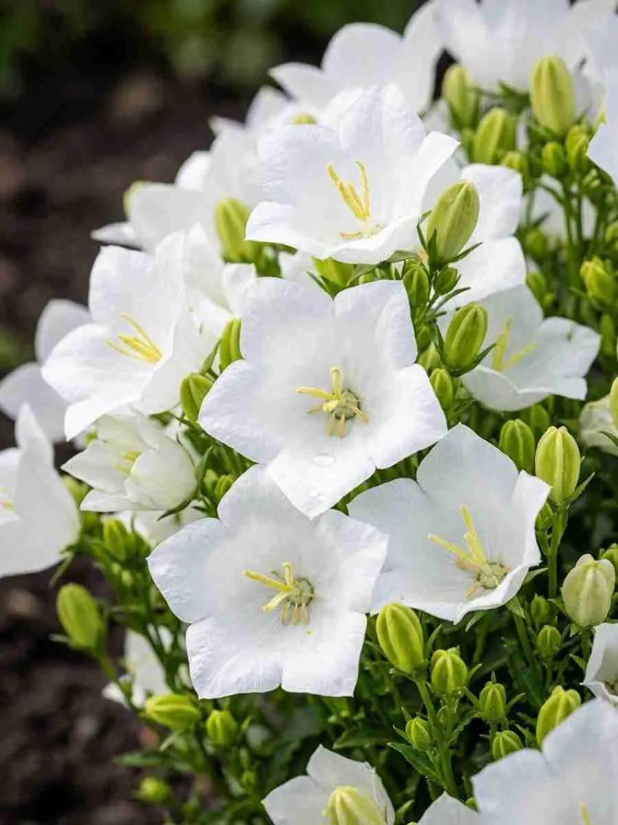 Колокольчик карпатский Perla White