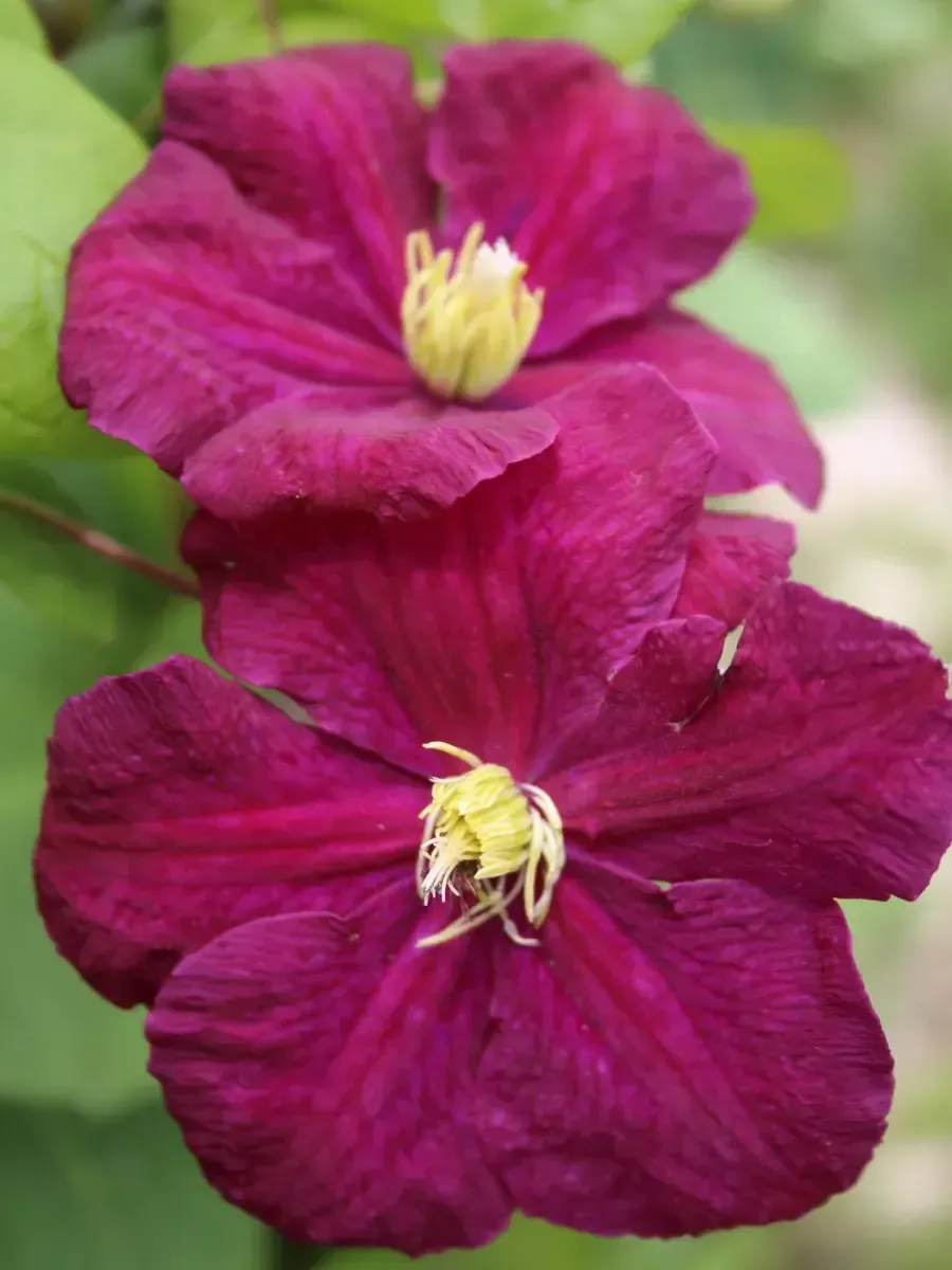 Клематис Slowianka