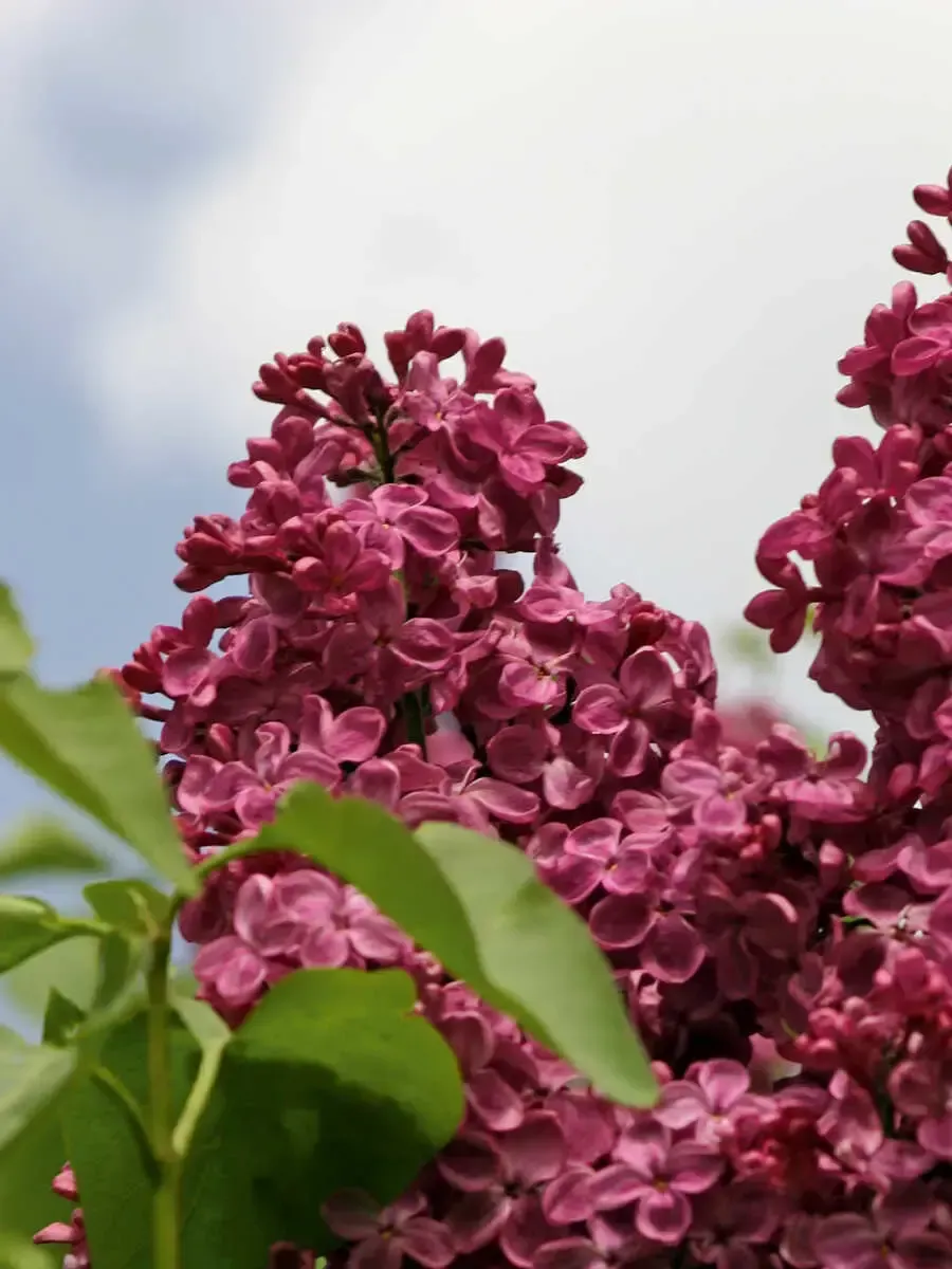 Сирень обыкновенная Старая Москва