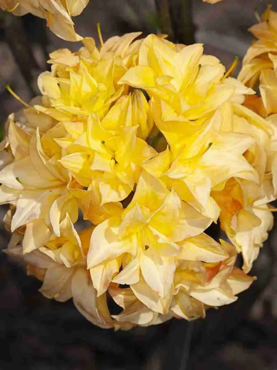 Азалия крупноцветковая Yellow Pom Pom Азалия крупноцветковая Yellow Pom Pom