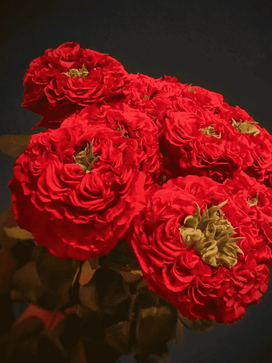 Роза Чайно-гибридная RED EYE