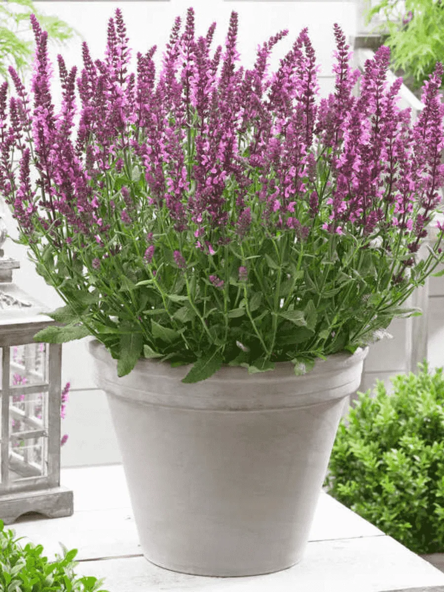 Шалфей дубравный New Dimension Rose