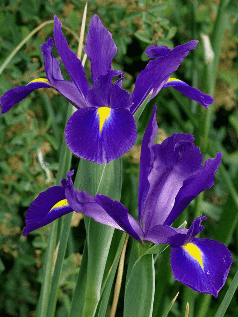 Ирис Purple Sensation