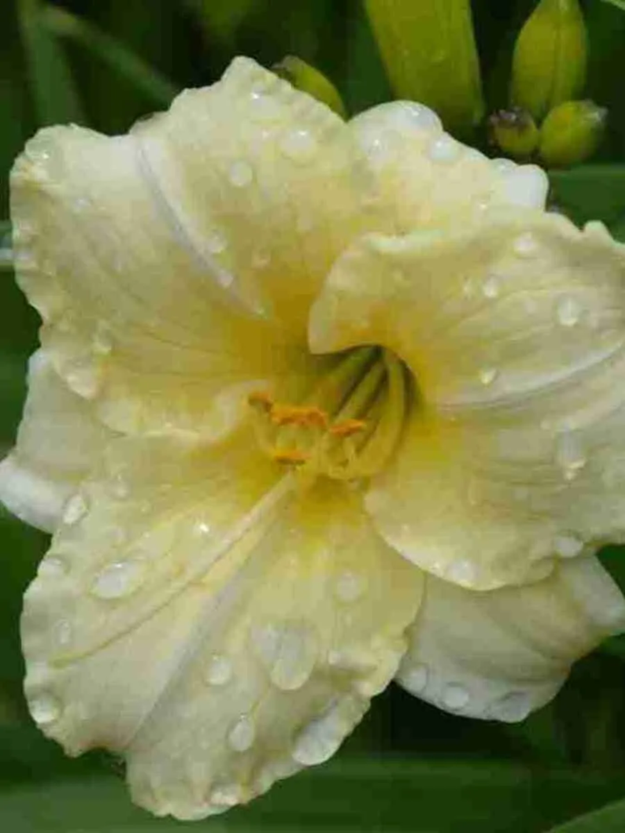 Лилейник Longfields Pearl