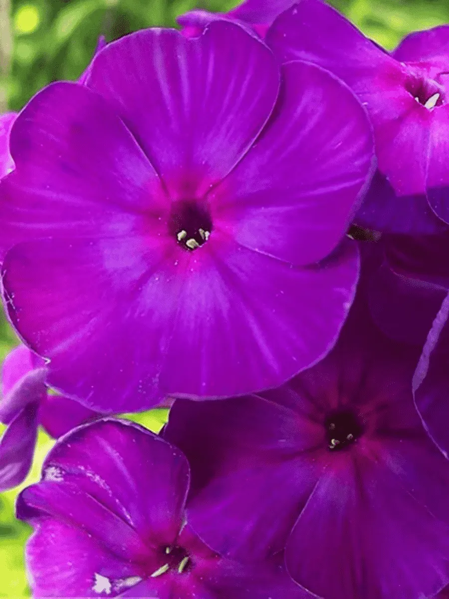 Флокс Чародей