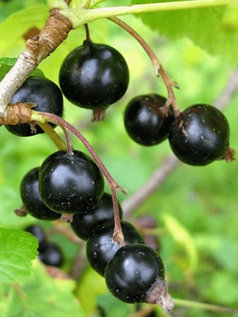 Смородина черная Грация Смородина черная Грация