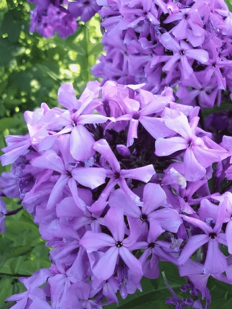 Флокс метельчатый Анфиса