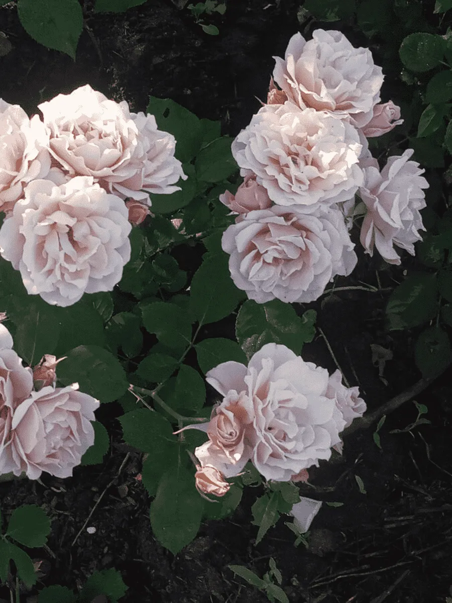 Роза Флорибунда Ioli