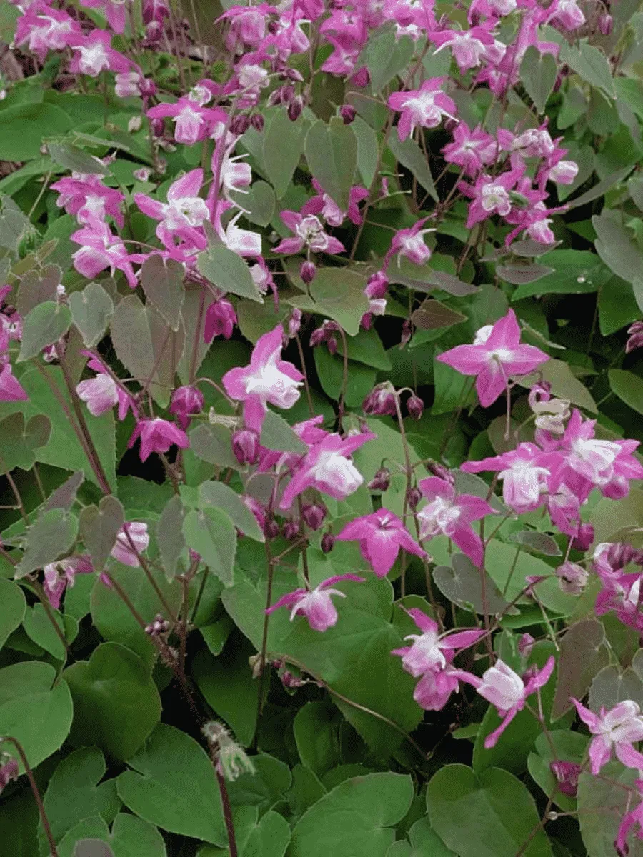 Горянка Юнга Roseum