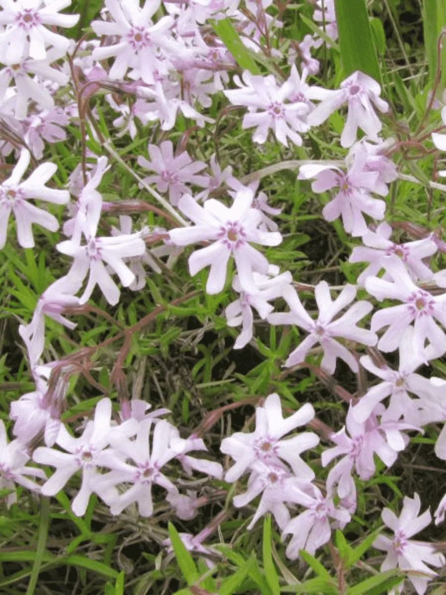 Флокс раздвоенный 'Petticoat'