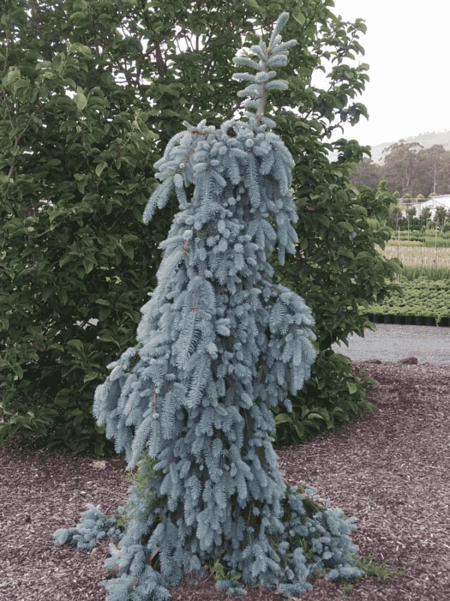 Ель колючая The Blues Ель колючая The Blues