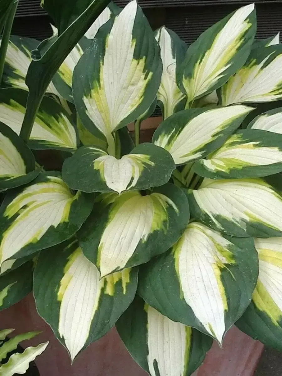 Хоста Color Festival