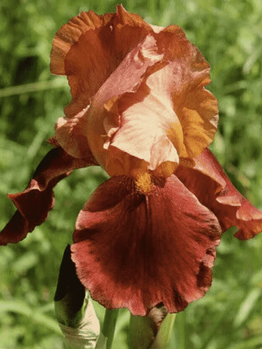 Ирис германский Natchez Trace
