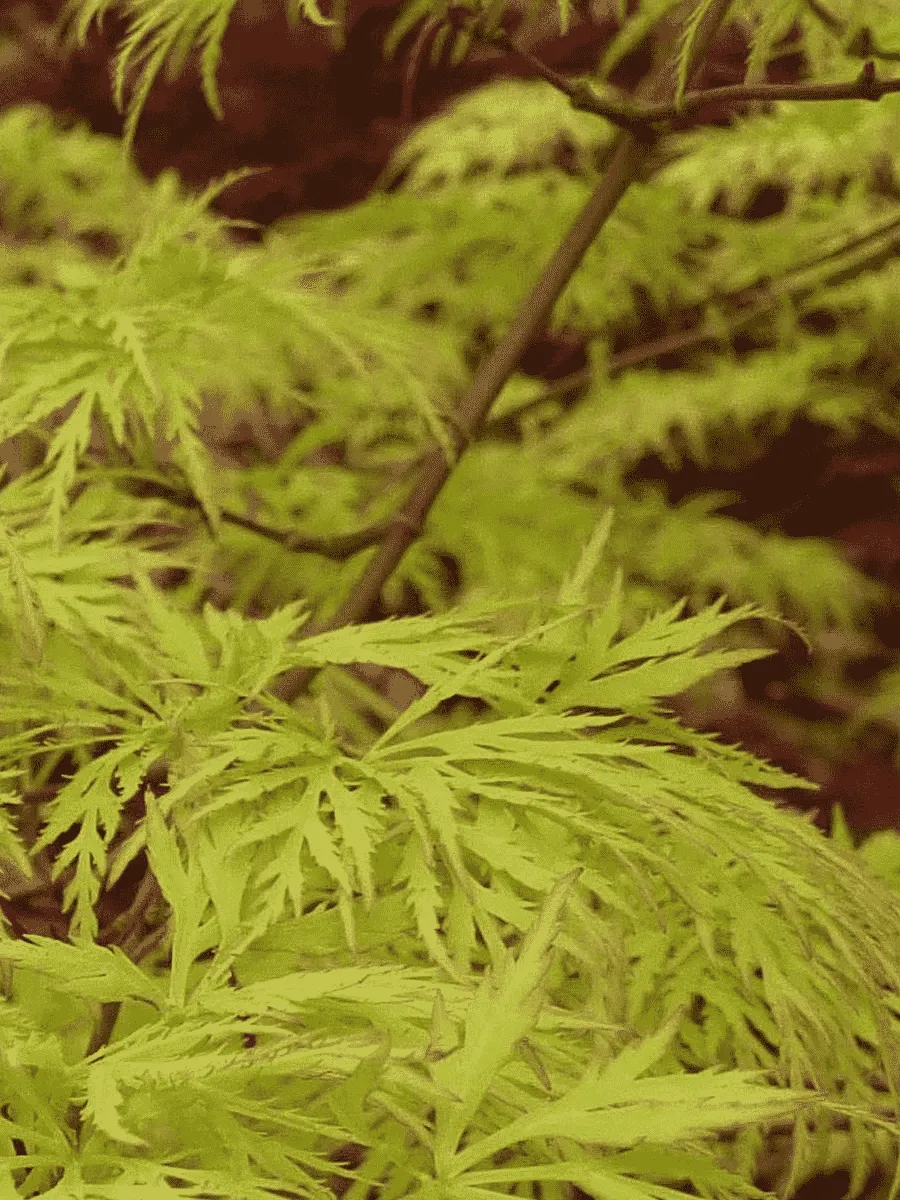 Клен веерный Emerald Lace Клен веерный Emerald Lace