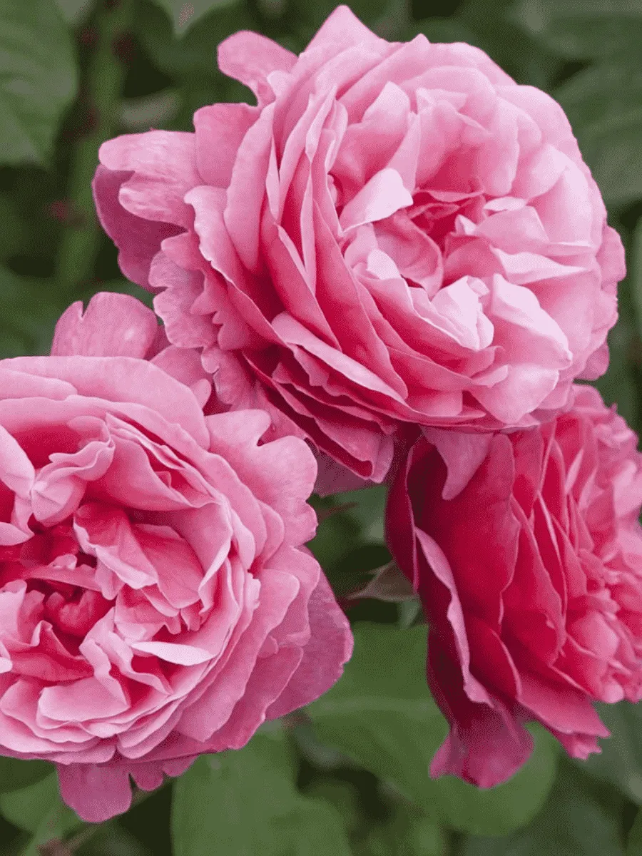 Роза чайно-гибридная Anton Tchekhov