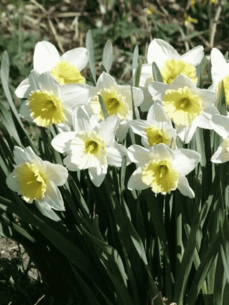 Нарцисс Ice Follies