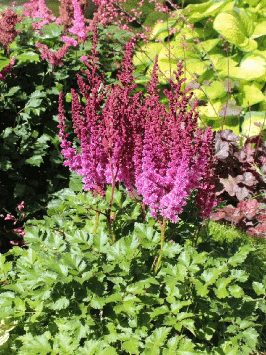 Астильба гибридная Purple Rain