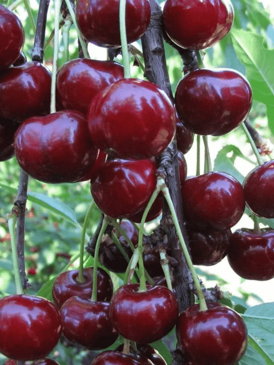 Дюк (Черевишня) Кормилица Дюк (Черевишня) Кормилица