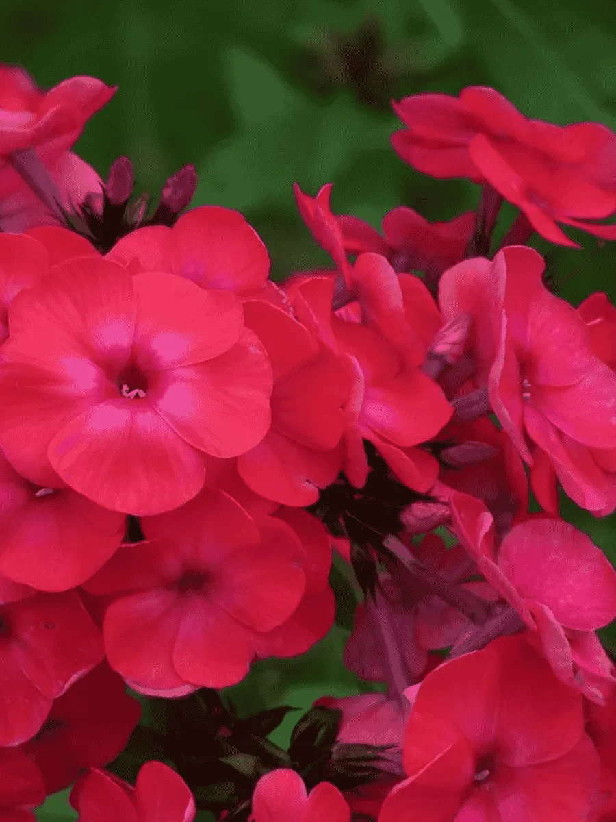 Флокс метельчатый Фобос