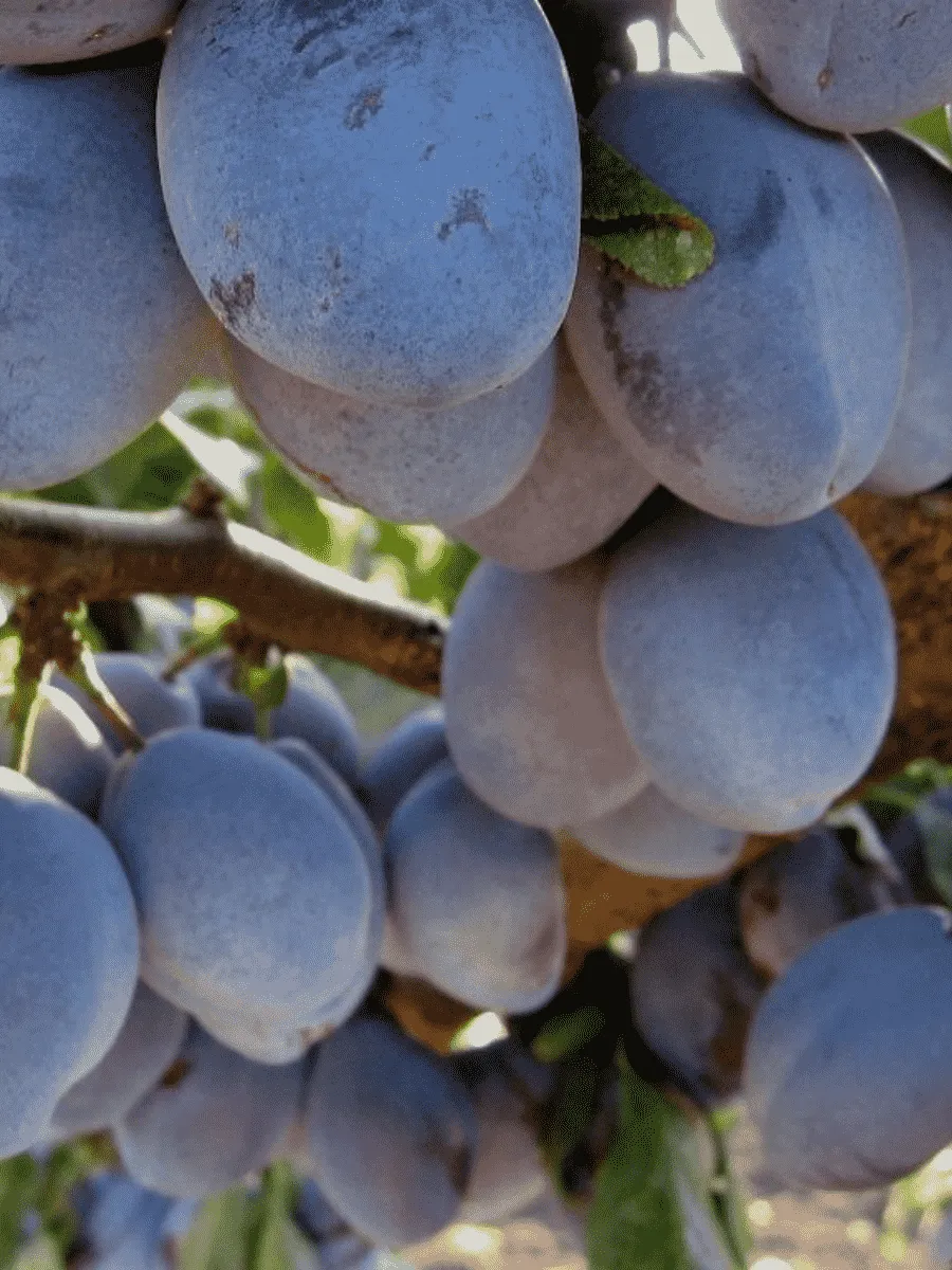 Слива домашняя Венгерка Ранняя Слива домашняя Венгерка Ранняя