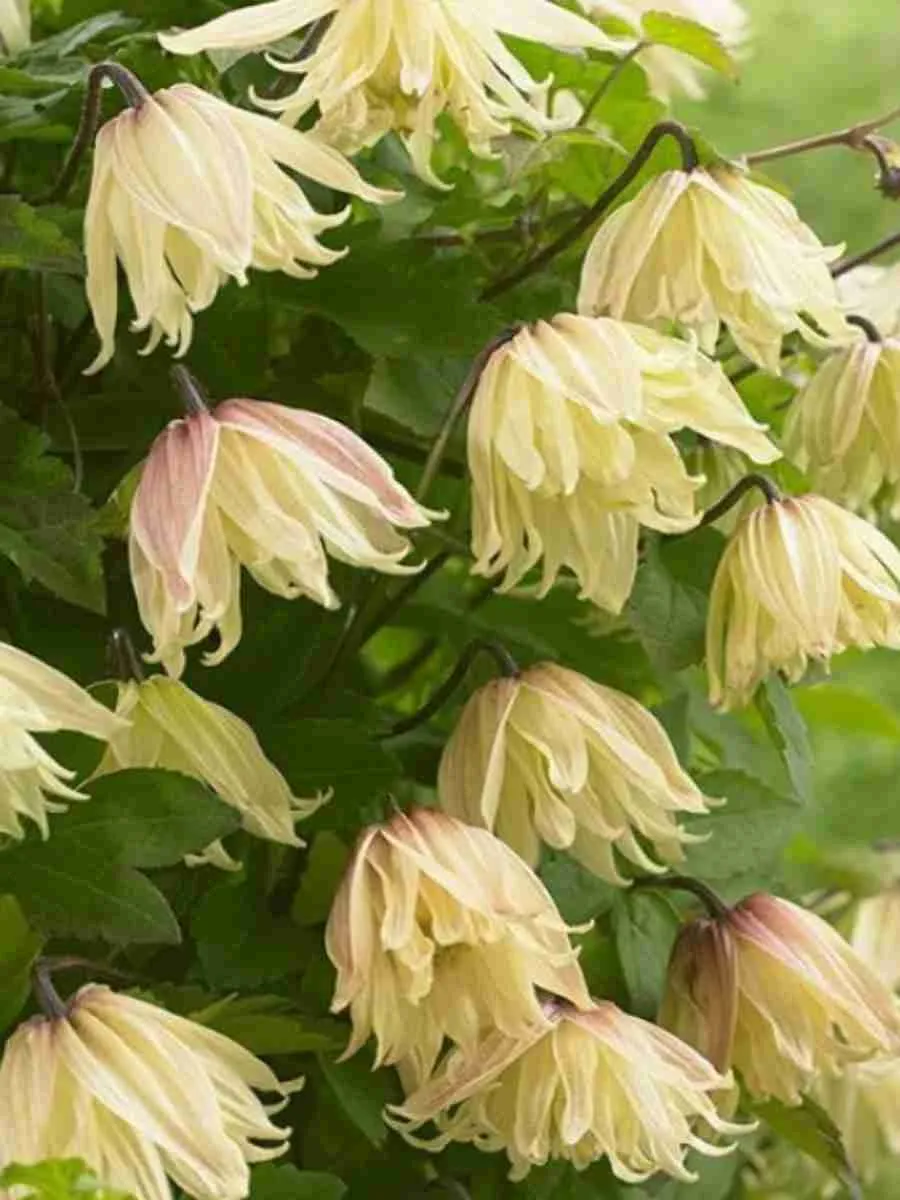 Клематис гибридный Golden Surprise