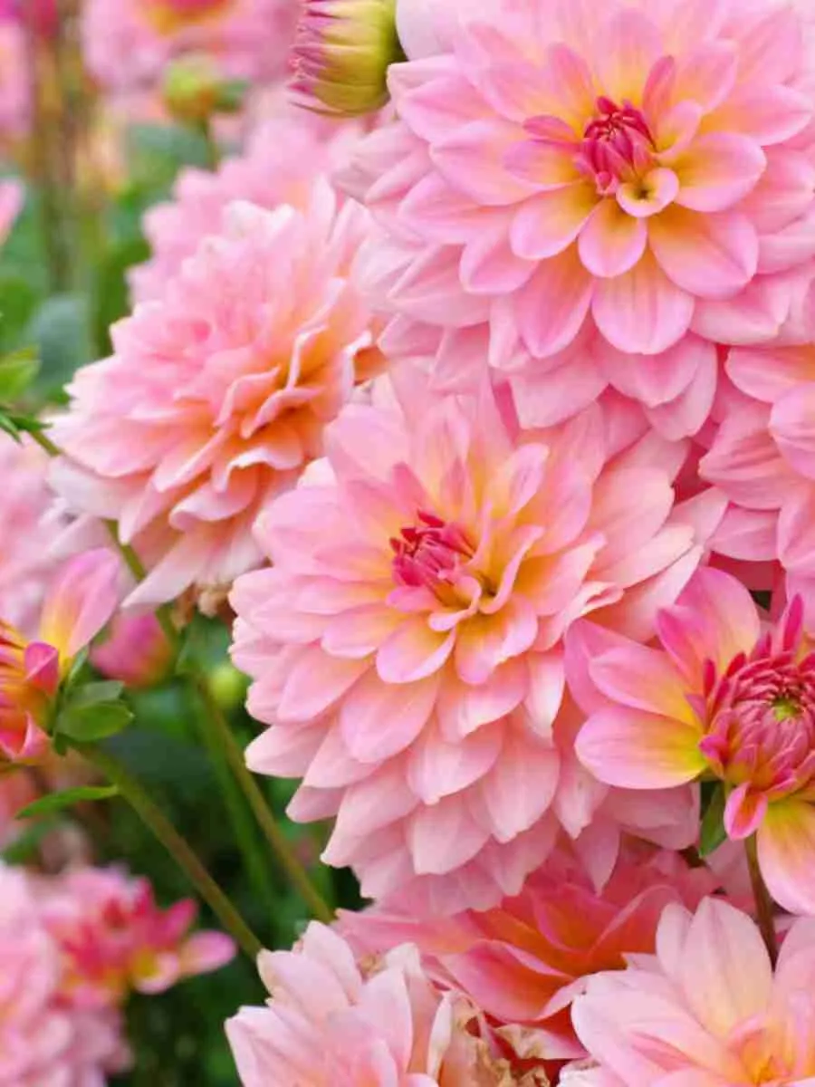 Георгин Георгин