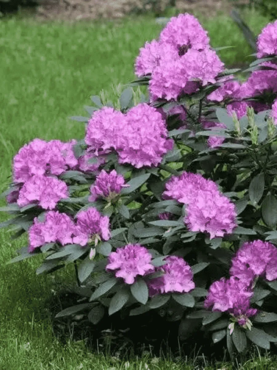 Рододендрон катевбинский Roseum Elegans