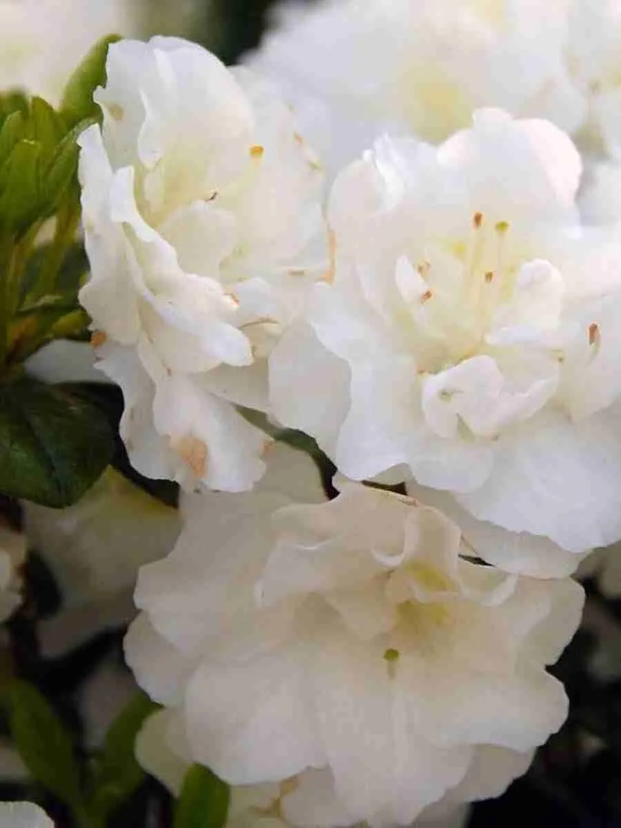 Азалия японская Schneeperle Азалия японская Schneeperle