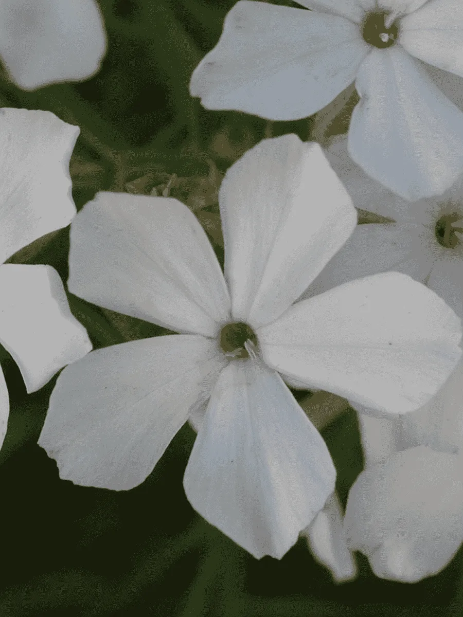 Флокс White Light Rose