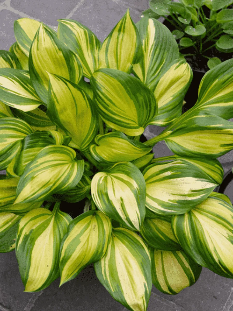 Хоста Rainbow's end