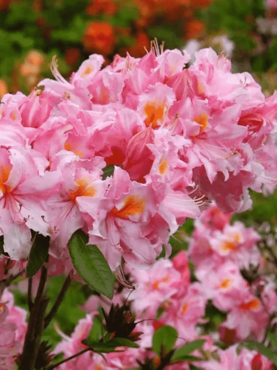 Азалия крупноцветковая Cecile Азалия крупноцветковая Cecile