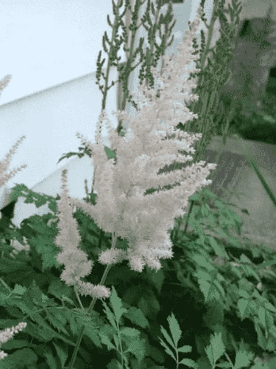 Астильба китайская Frosty Cake