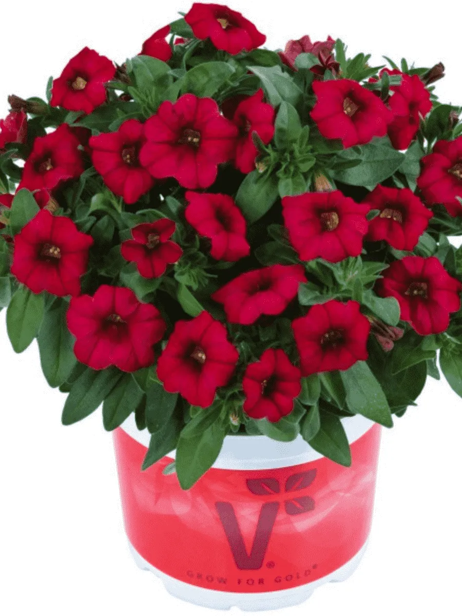 Калибрахоа Calipetite Red
