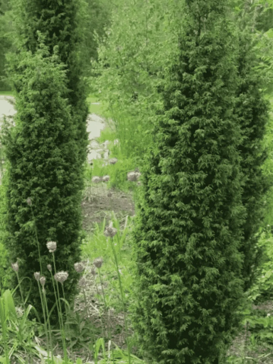 Можжевельник обыкновенный Suecica