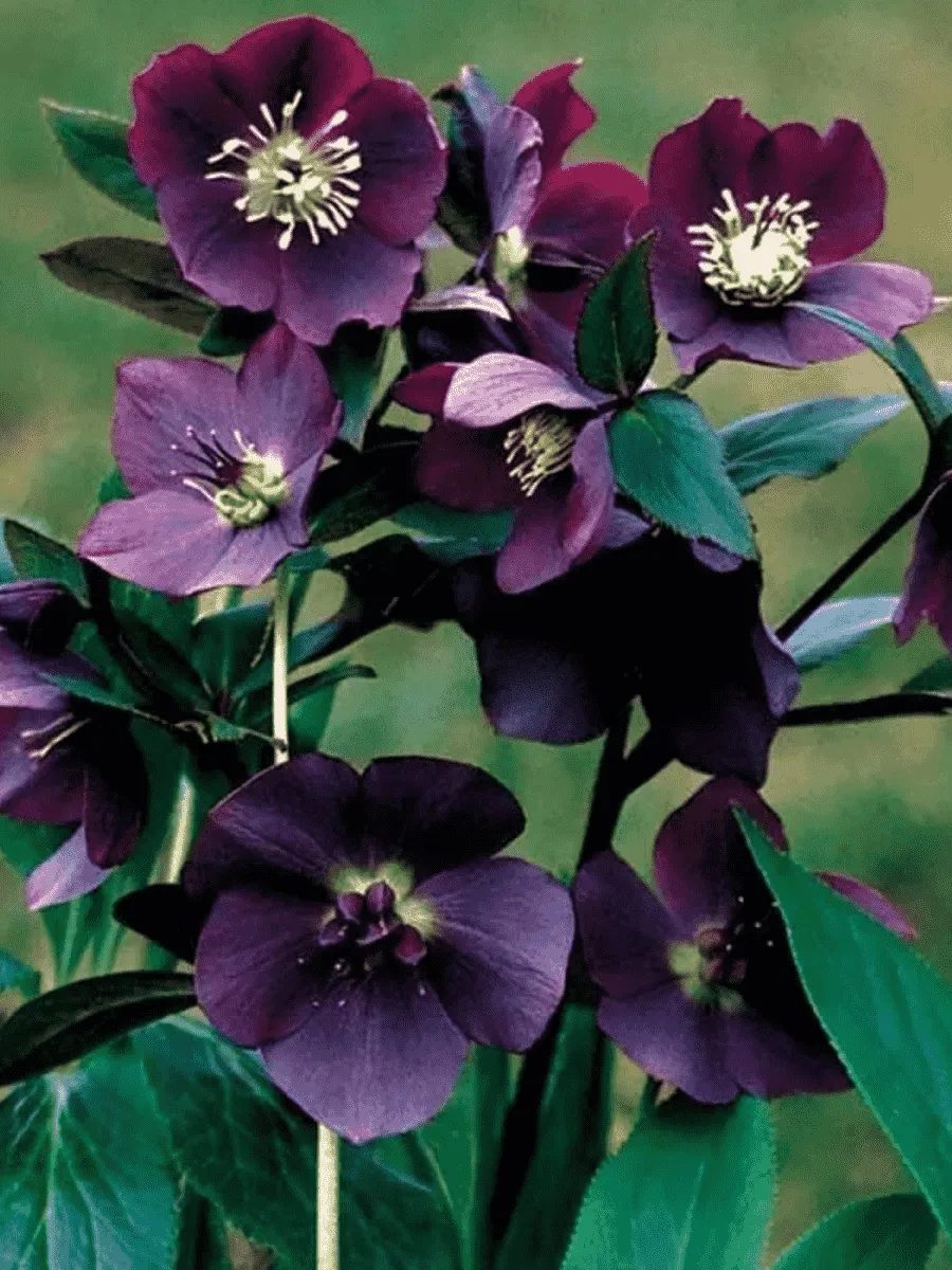 Морозник восточный Blue Lady