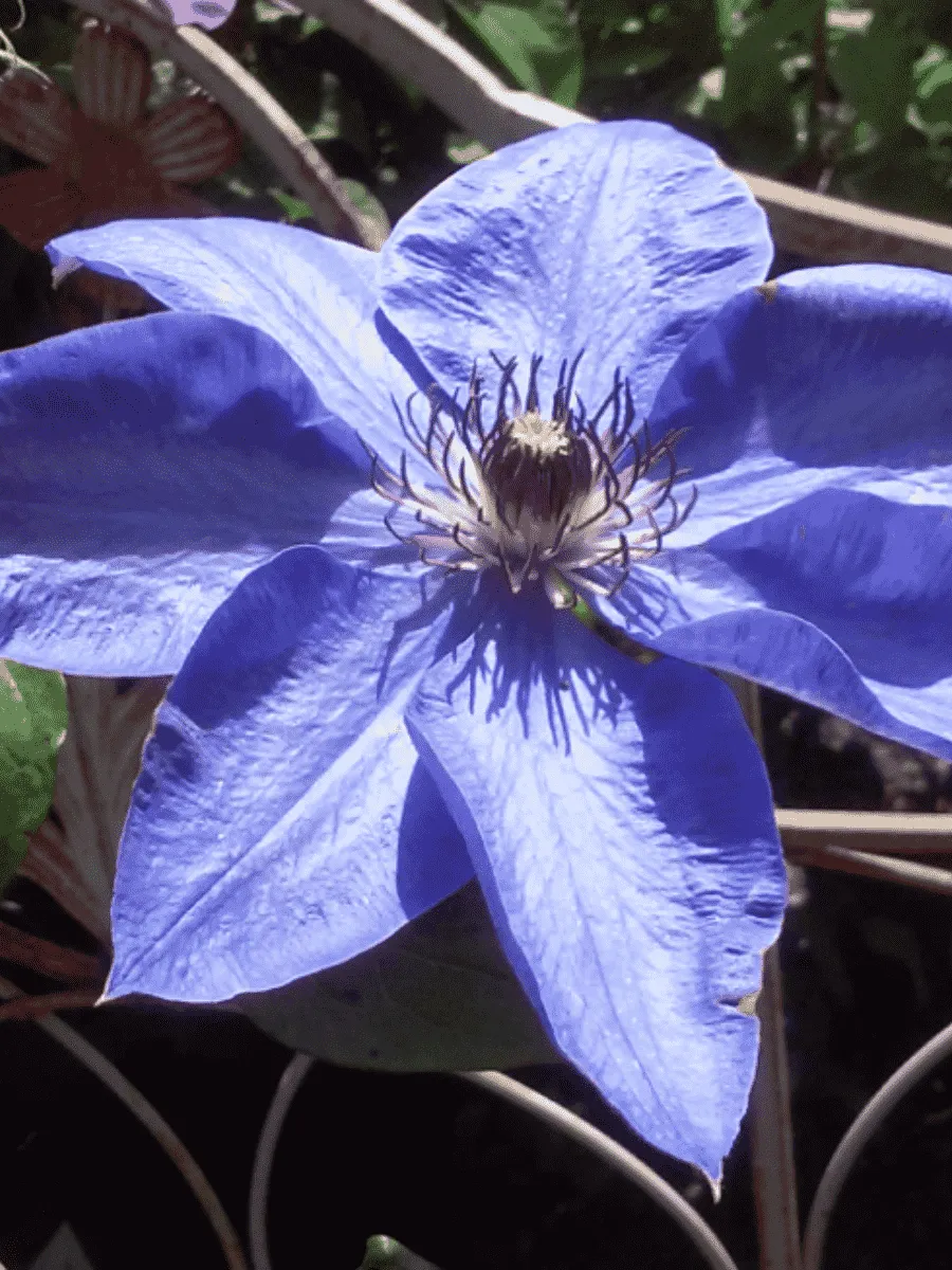 Клематис гибридный Blue Pillar