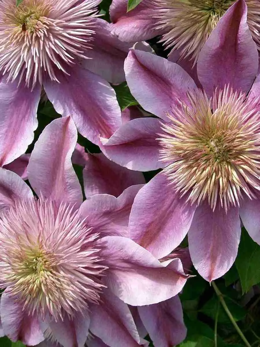 Клематис Empress