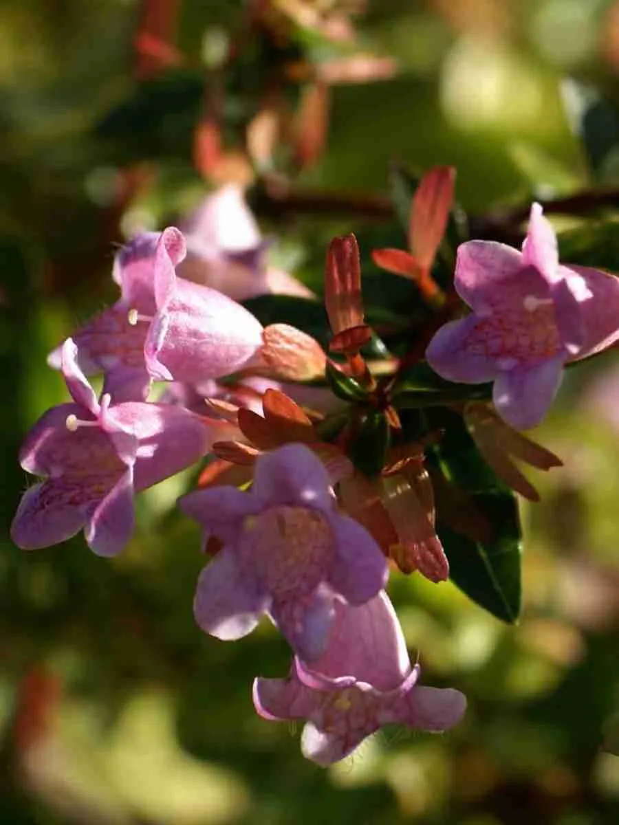 Абелия Edward goucher