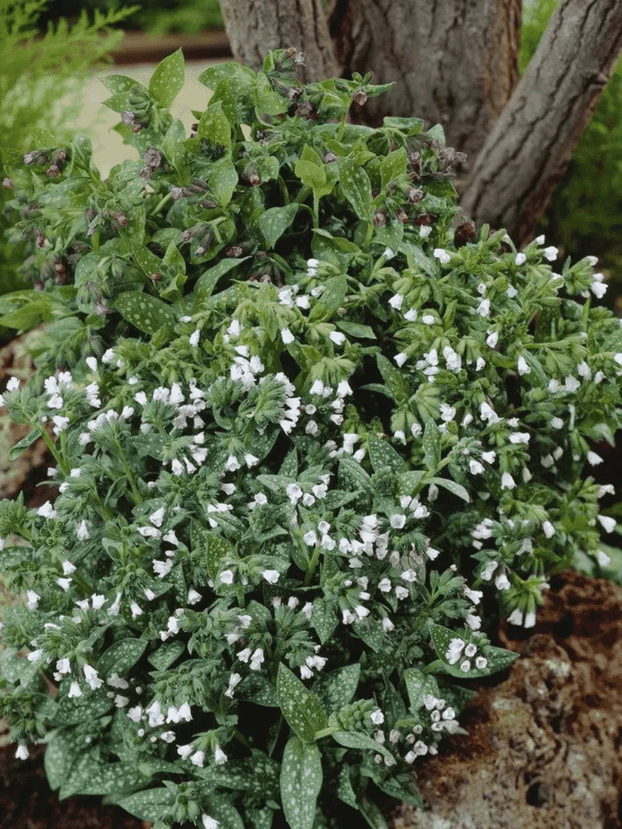 Медуница лекарственная Sissinghurst White Медуница лекарственная Sissinghurst White