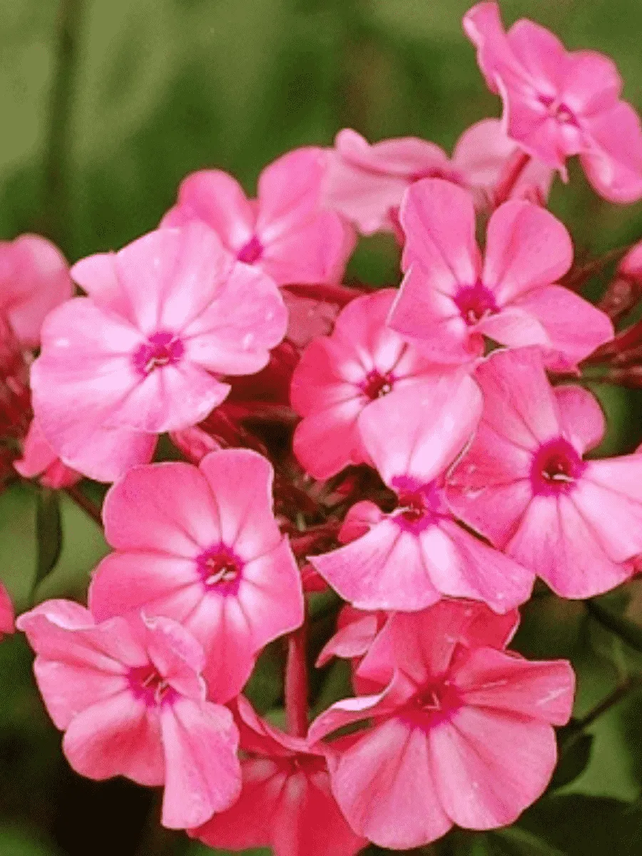 Флокс метельчатый Золотая Антилопа