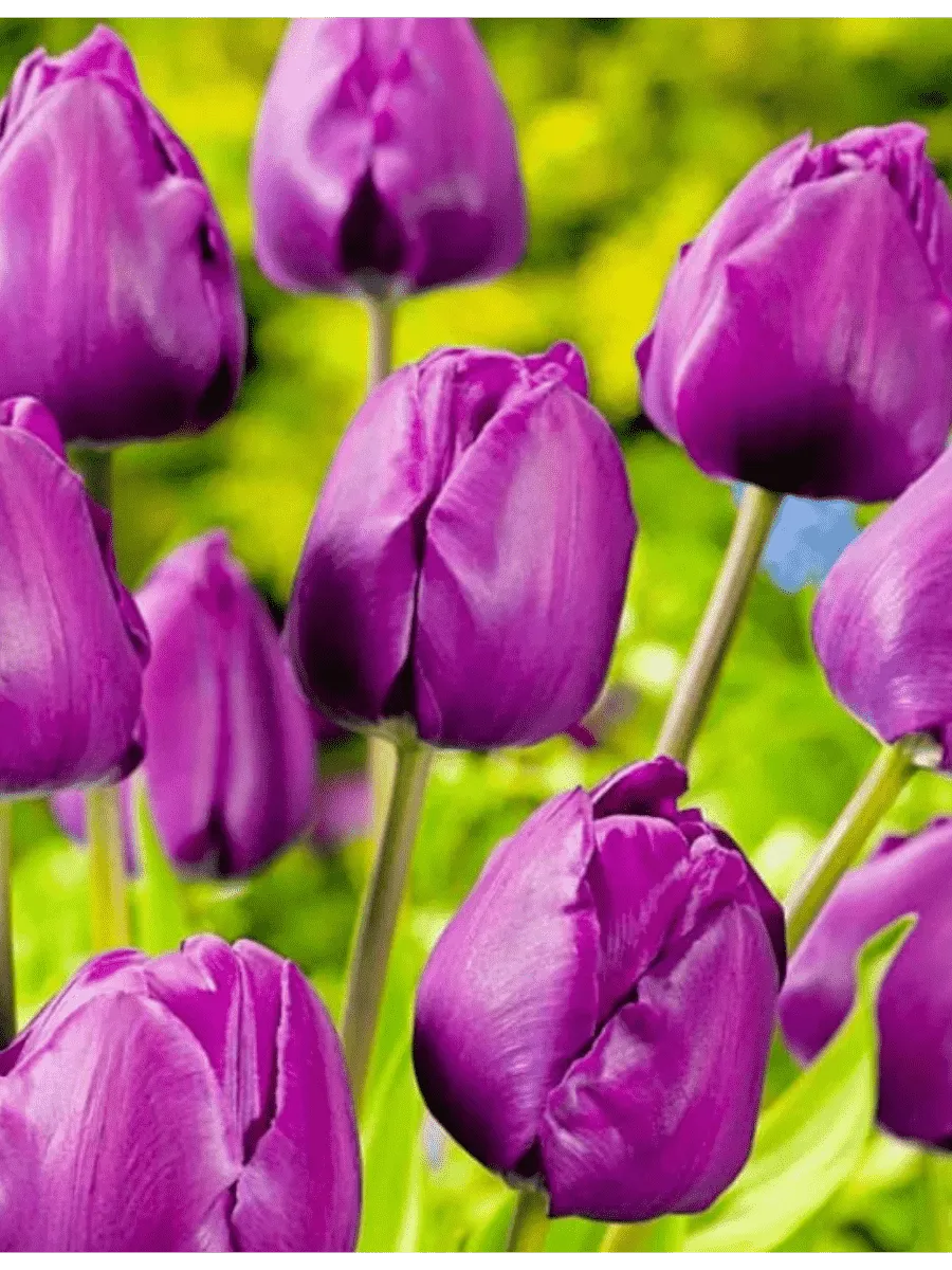 Тюльпан триумф Negrita