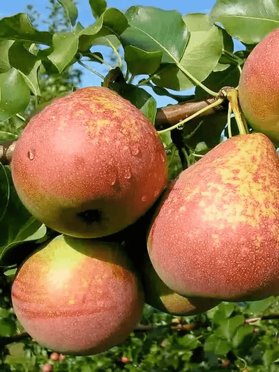 Груша Мраморная Груша Мраморная