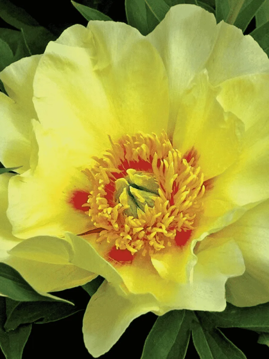 Пион ИТО Viking Full Moon