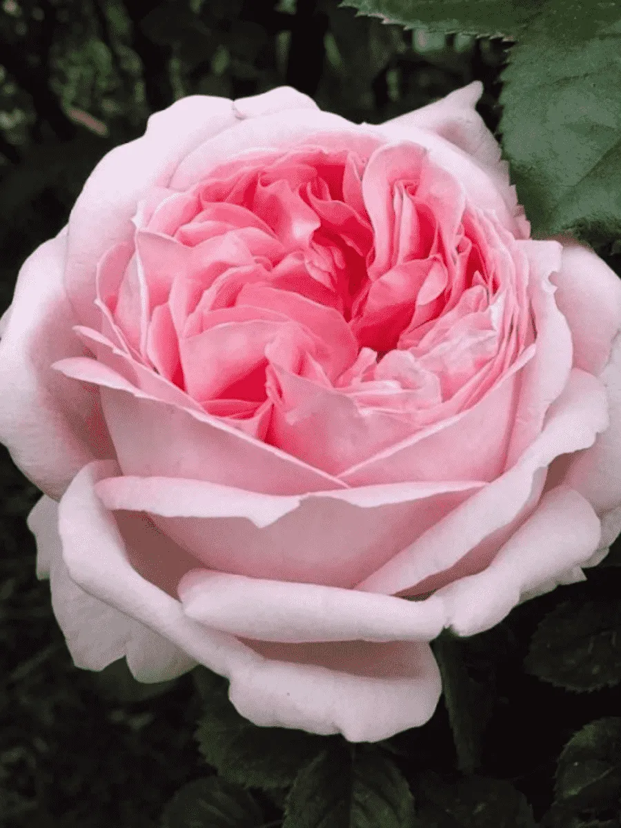 Роза чайно-гибридная  Myriam