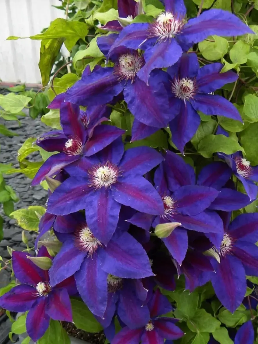 Клематис Wildfire Клематис Wildfire