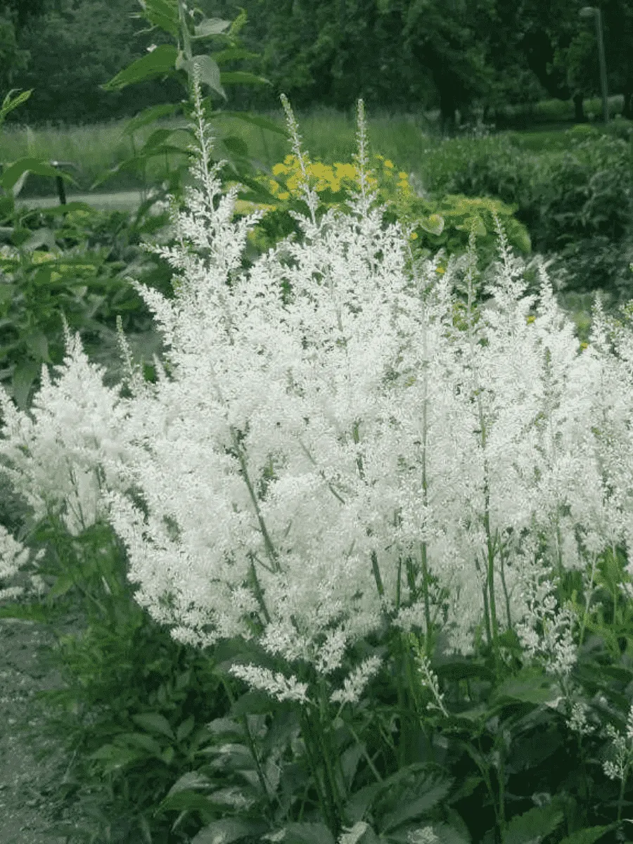 Астильба Арендса Snowdrift