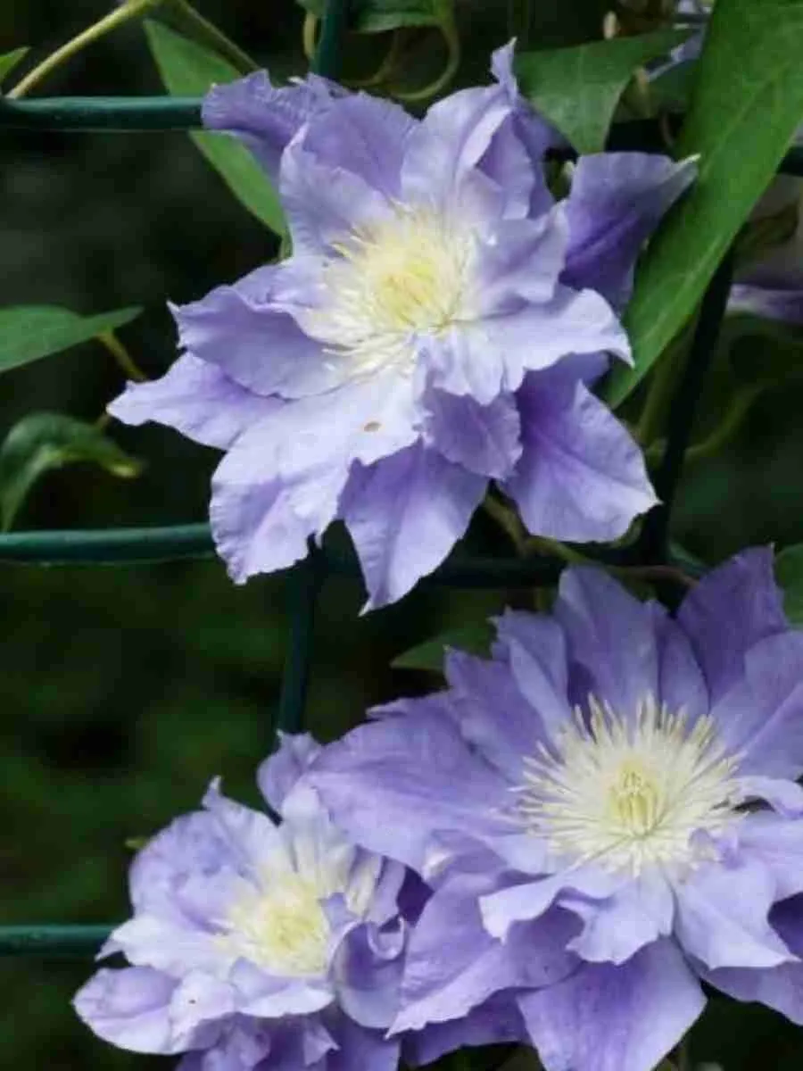 Клематис Azure Ball Клематис Azure Ball