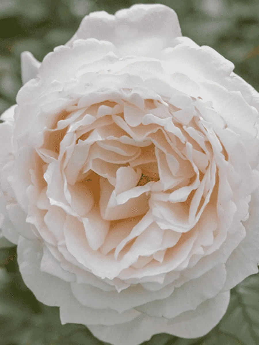 Роза кустовая Cream Piaget