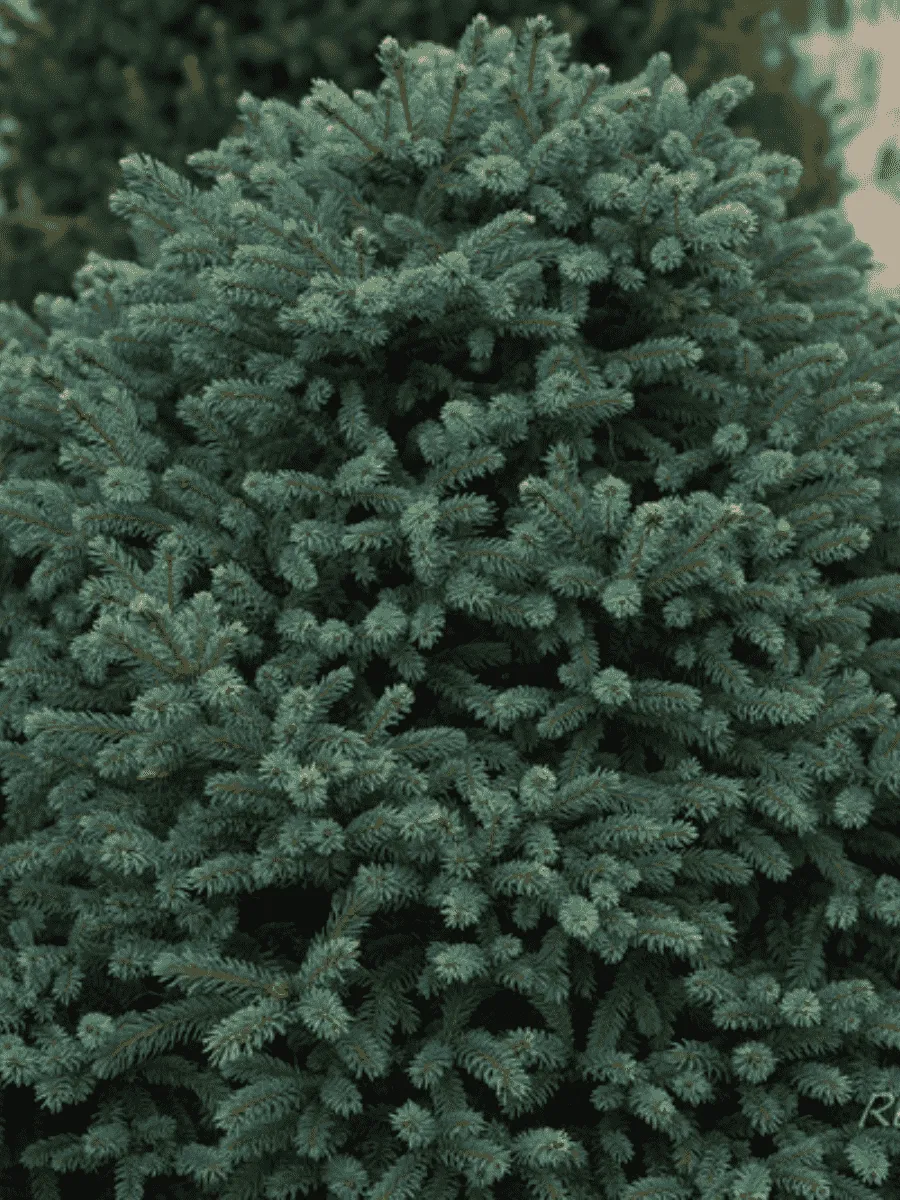 Ель колючая Sonia Ель колючая Sonia